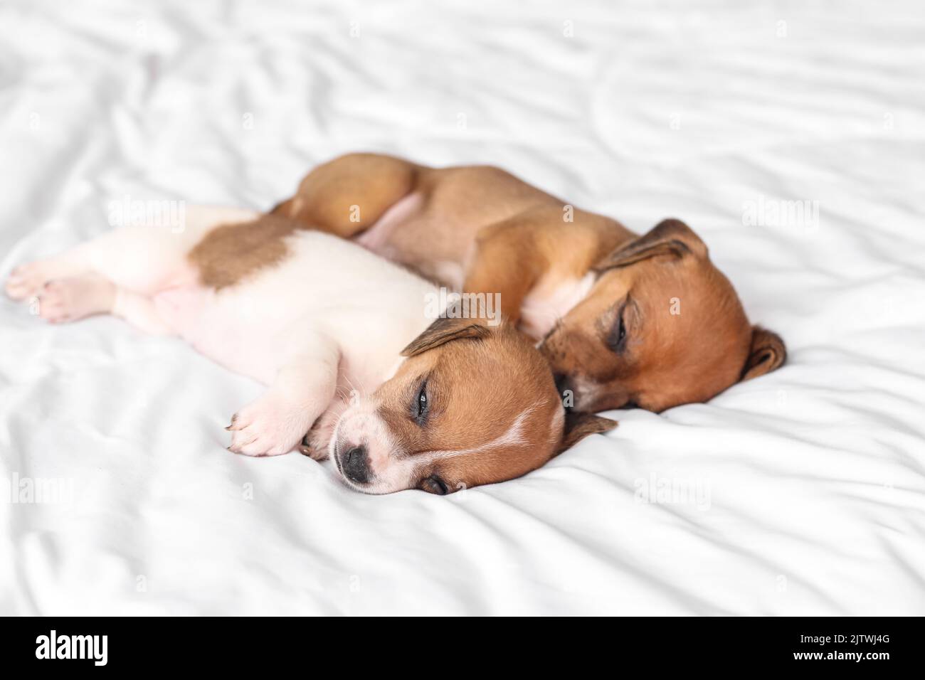 Cute puppies sleeping on bed Stock Photo - Alamy