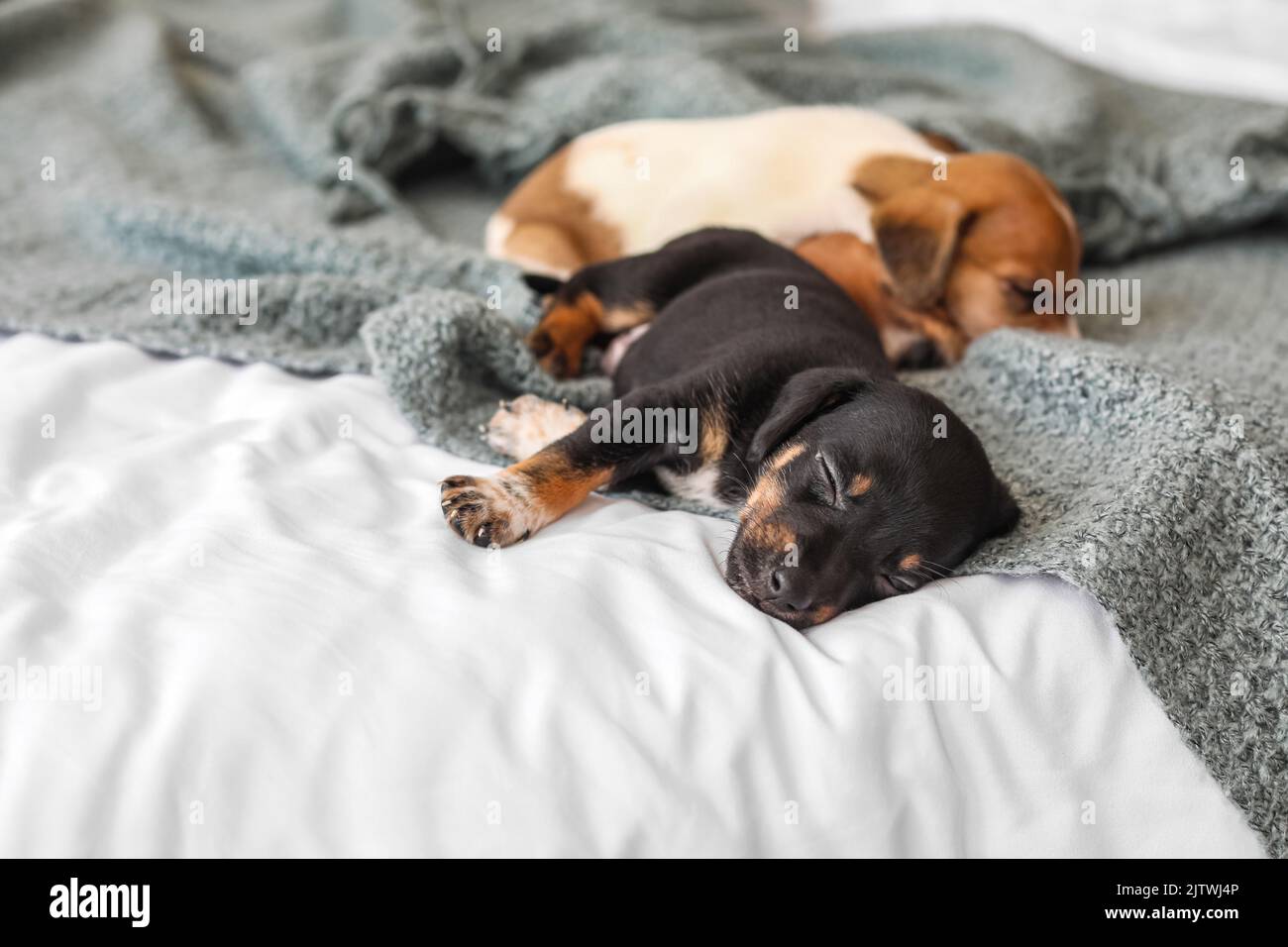 Cute puppies sleeping on bed Stock Photo - Alamy