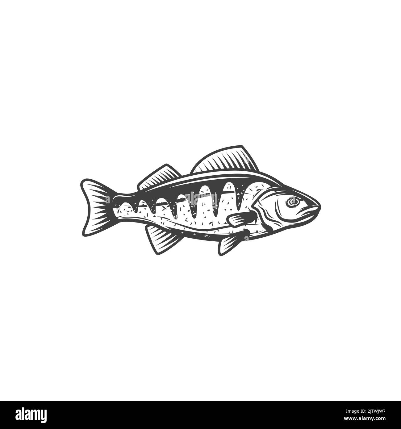 Perch fish, fishing and freshwater marine food, vector isolated icon. Perch fish fishing pike or pickerel walleye, fishery market catch Stock Vector