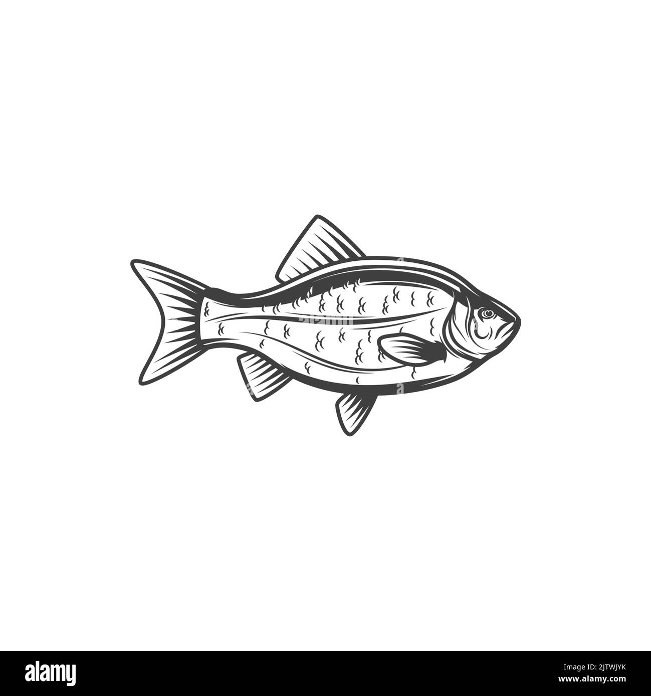 Black bream recipe Stock Vector Images Alamy