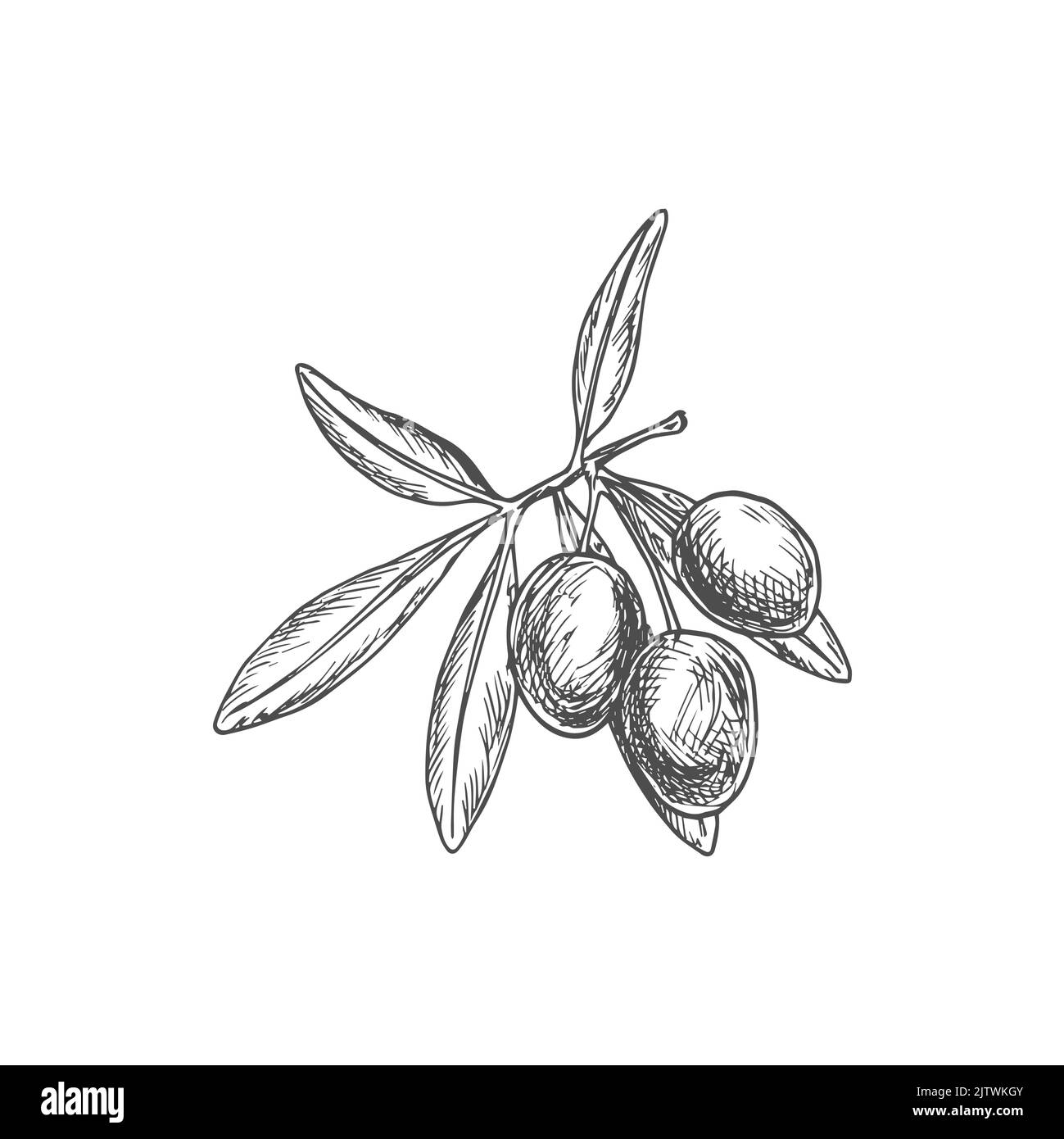 Sketch olive berries on branch with leaves. Hand drawn vector natural ...
