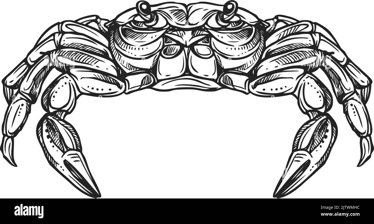 Royal crab isolated marine animal Cheiragonidae. Vector raw or fresh