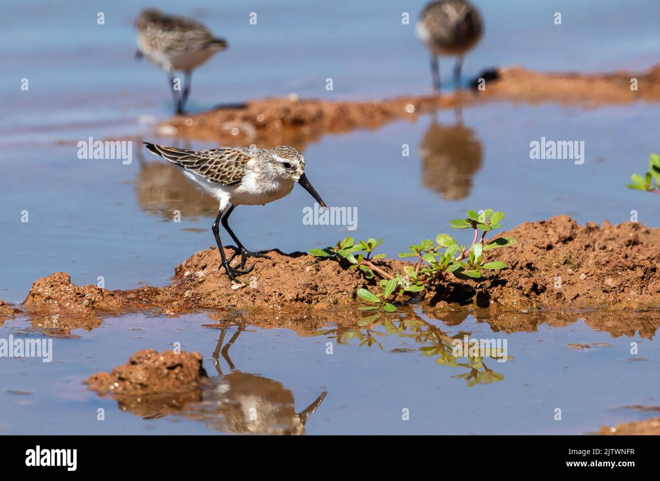 A Western Sandpiper standing on a mound of mud with green vegetation while foraging in Arizona during migration season. Stock Photo