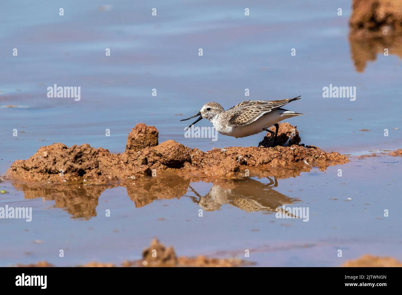 Close up of a Western Sandpiper standing on a mud mound calling out with an open bill just prior to flight. Stock Photo