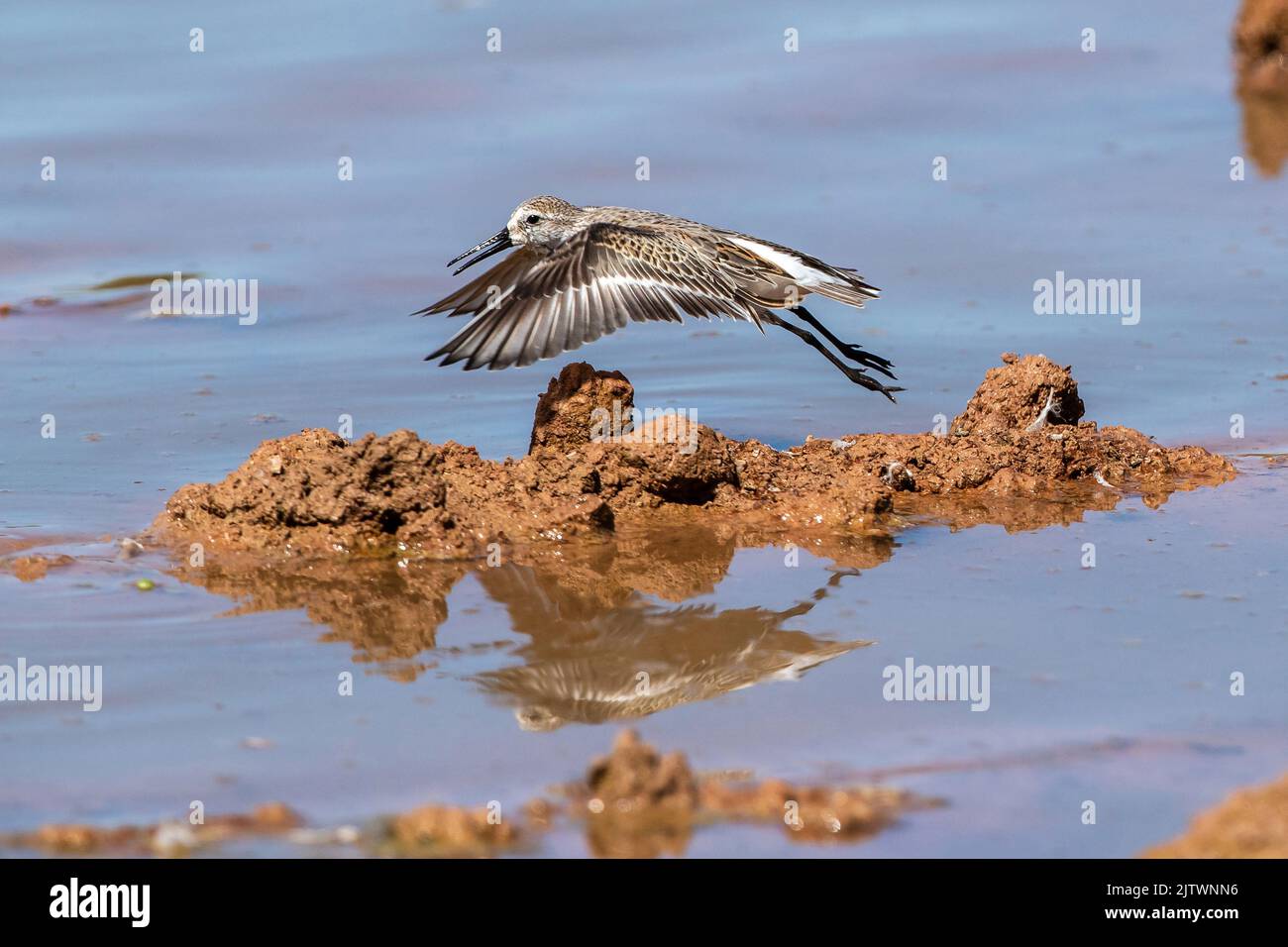A Western Sandpiper takes flight over a mudflat mound during its migration season at Gilbert Water Ranch Riparian Preserve in Arizona. Stock Photo