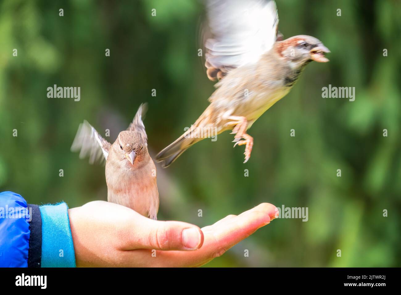 The boy feeds the birds with seeds from his hand. Sparrow eats seeds