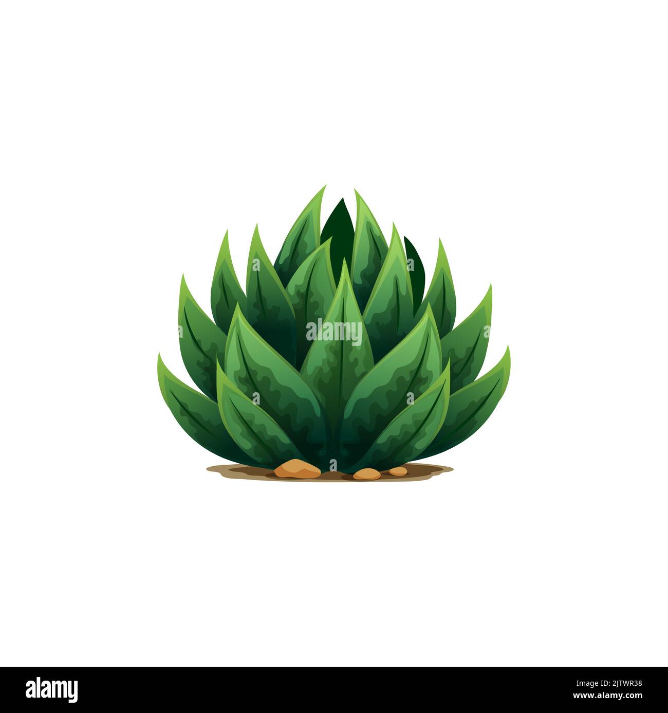 Weberi, maguey liso, aloe vera botanical plant with spikes, exotic ...