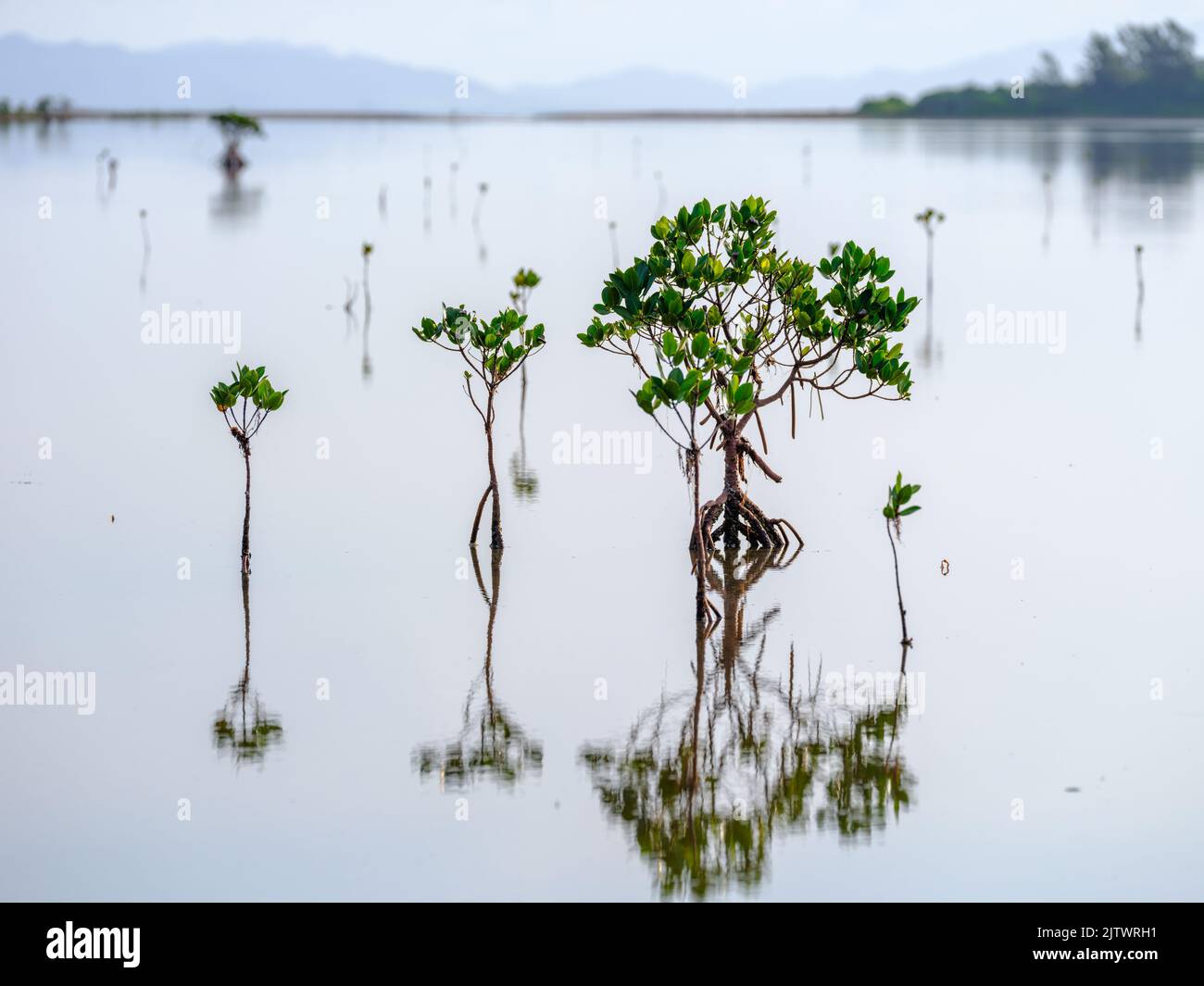 Mangrove Stock Photo