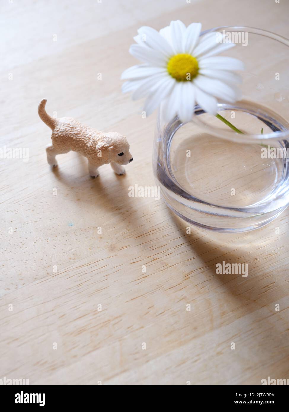 Dog Figure and White Flower Stock Photo