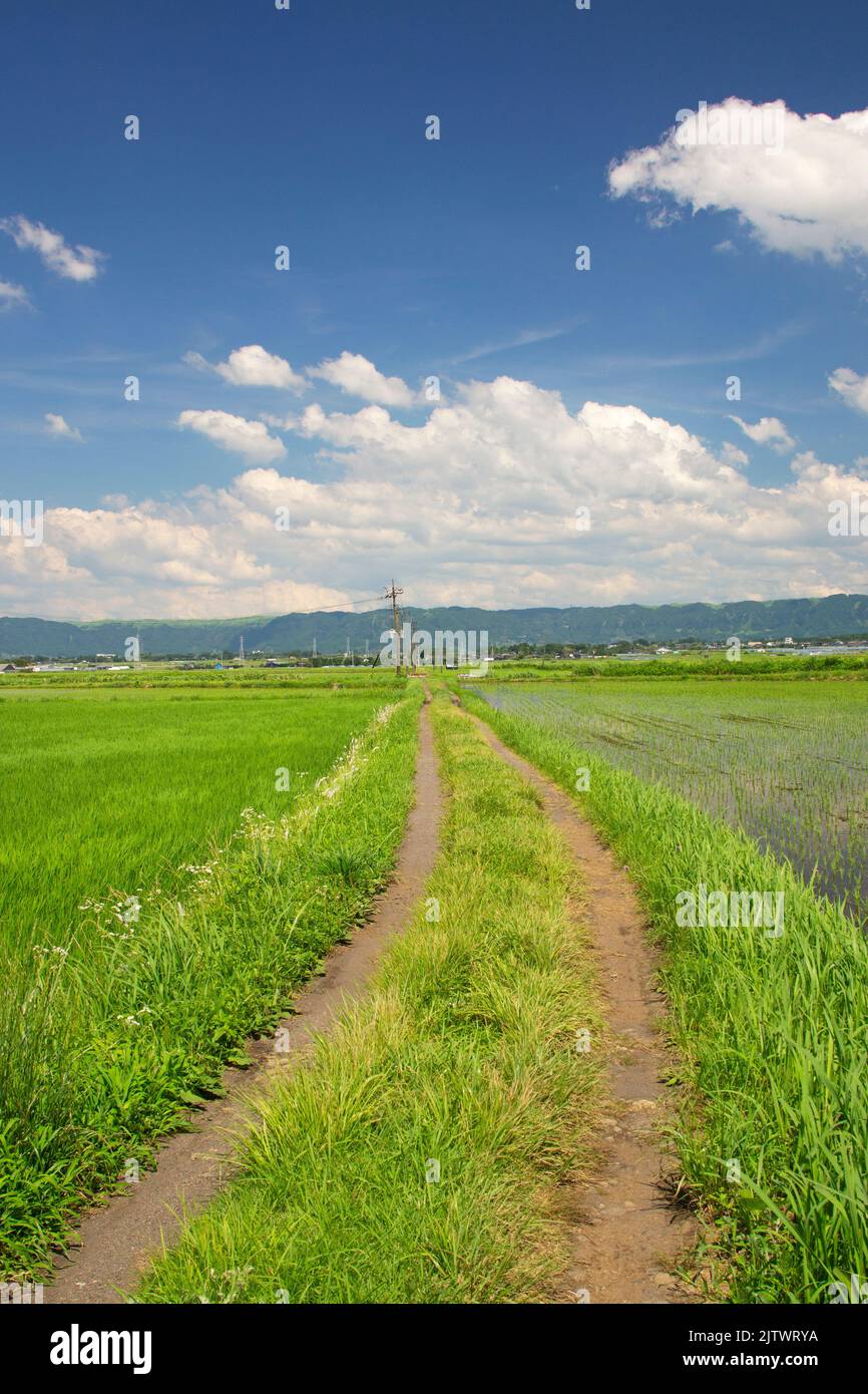 Rice Paddy and Path in Aso, Kumamoto Prefecture, Japan Stock Photo - Alamy