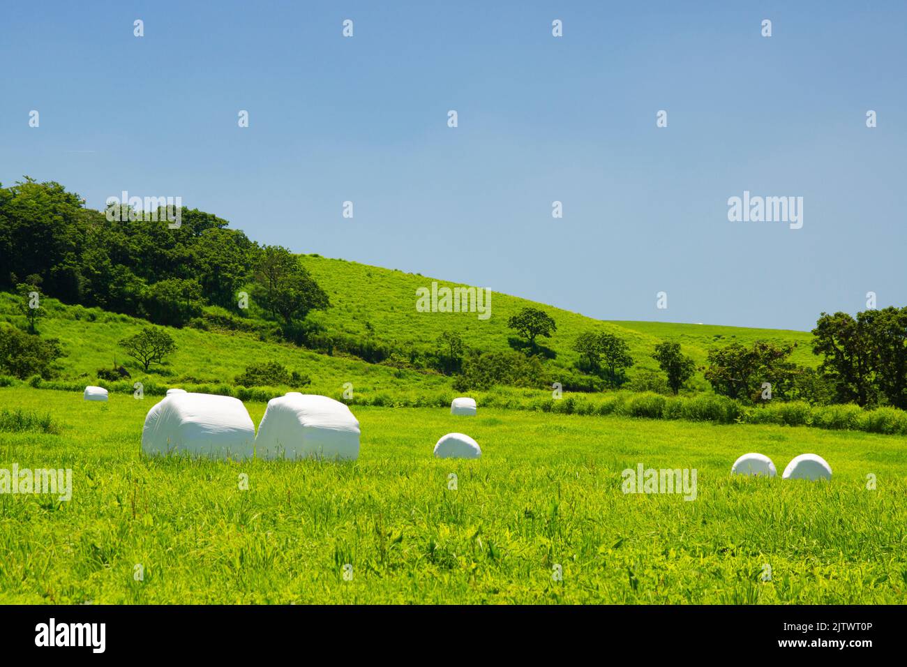 Grassland in Summer, Aso, Kumamoto Prefecture, Japan Stock Photo