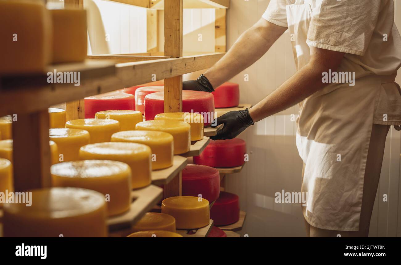 A farmer turns over cheese heads on wooden shelves in the cheese