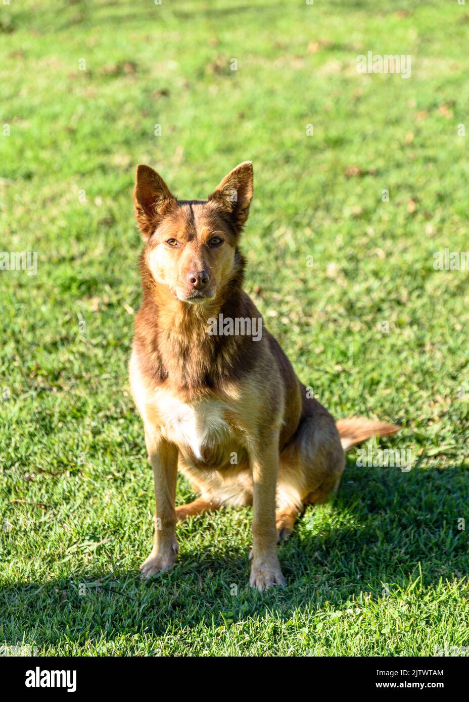 A brown and white Australian kelpie sitting Stock Photo Alamy
