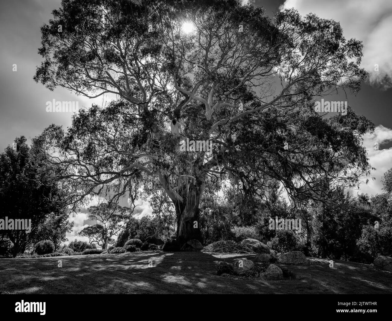 A very large old gum tree located on a property in country NSW