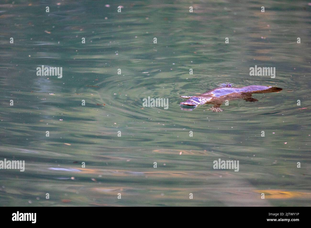 Platypus in Broken River Stock Photo