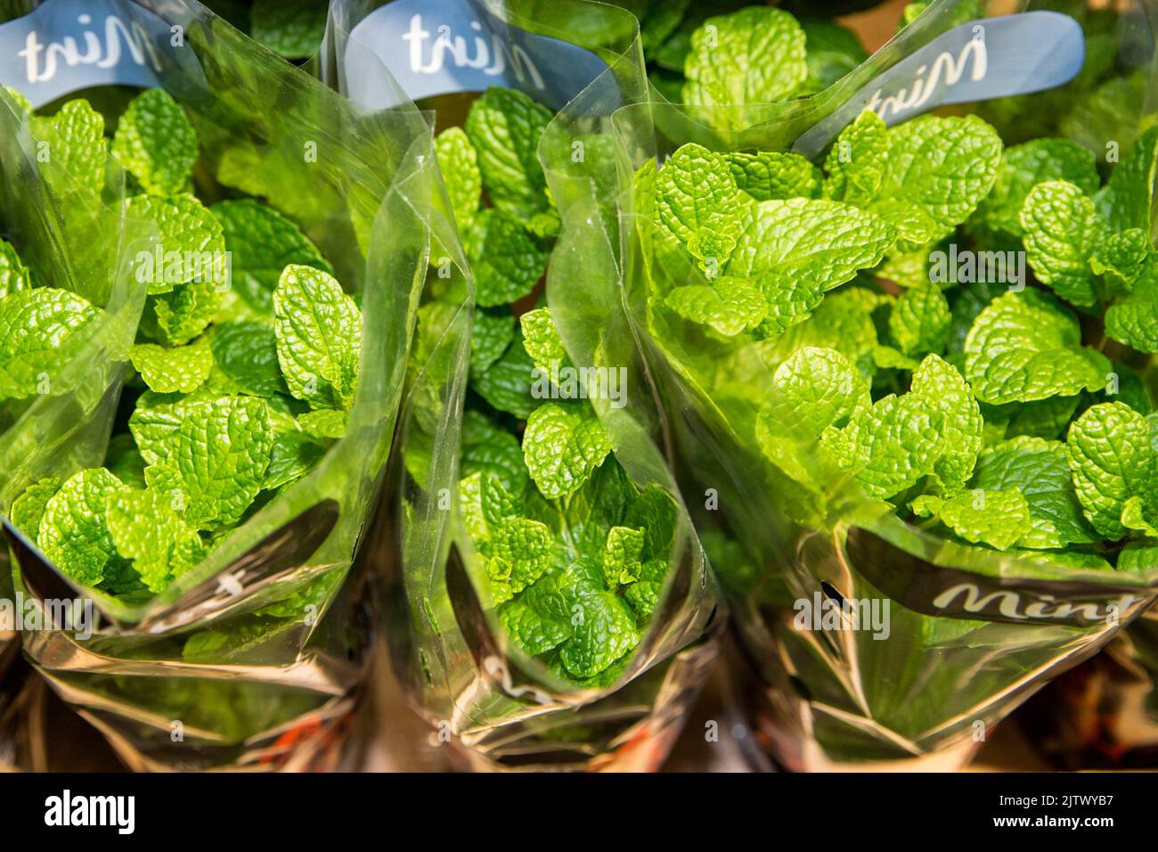 Fresh mint plants in a supermarket .Photo: David Rowland / One-Image