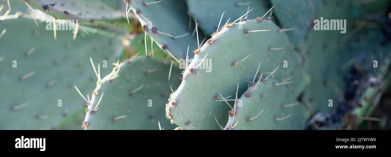 Plant green cactus with sharp thorns closeup Stock Photo
