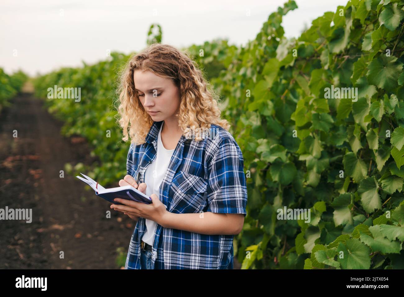 Agricultural curly-haired woman recording growth and disease of vineyards in her notepad. Smart farmer and farming concept. Agriculture technology Stock Photo