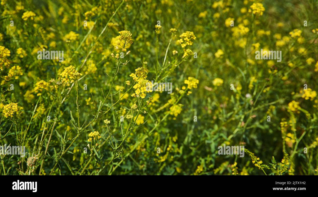 Rapeseed,  also known as rape, or oilseed rape, is a bright-yellow flowering member of the family Brassicaceae Stock Photo