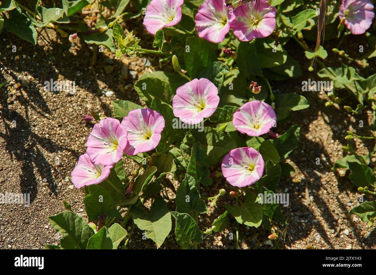 Convolvulus arvensis -field bindweed, is a species of bindweed that is rhizomatous and is in the morning glory family Convolvulaceae Stock Photo