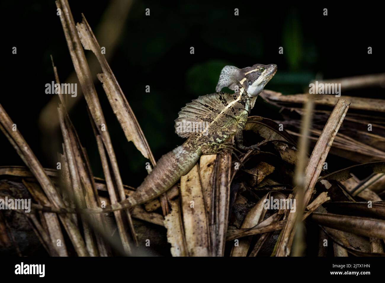 Common Basilisk at the lakeside of Lago Gatun, Soberania national park, Republic of Panama, Central America. Stock Photo