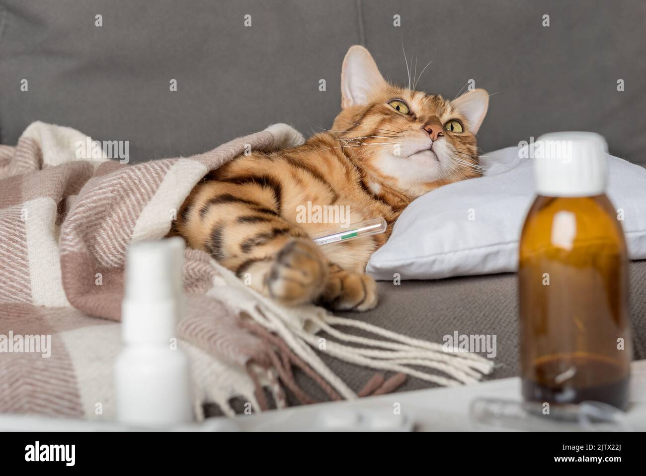 A sick cat lies on the couch, wrapped in a blanket. Bengal cat with flu or cold symptoms being