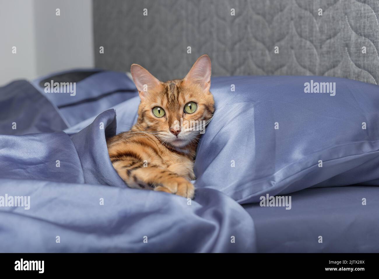 A beautiful Bengal cat lies on a bed in the bedroom Stock Photo - Alamy