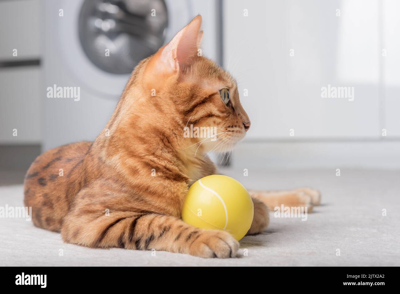 Bengal cat plays with a ball on the floor. Playing cat Stock Photo - Alamy