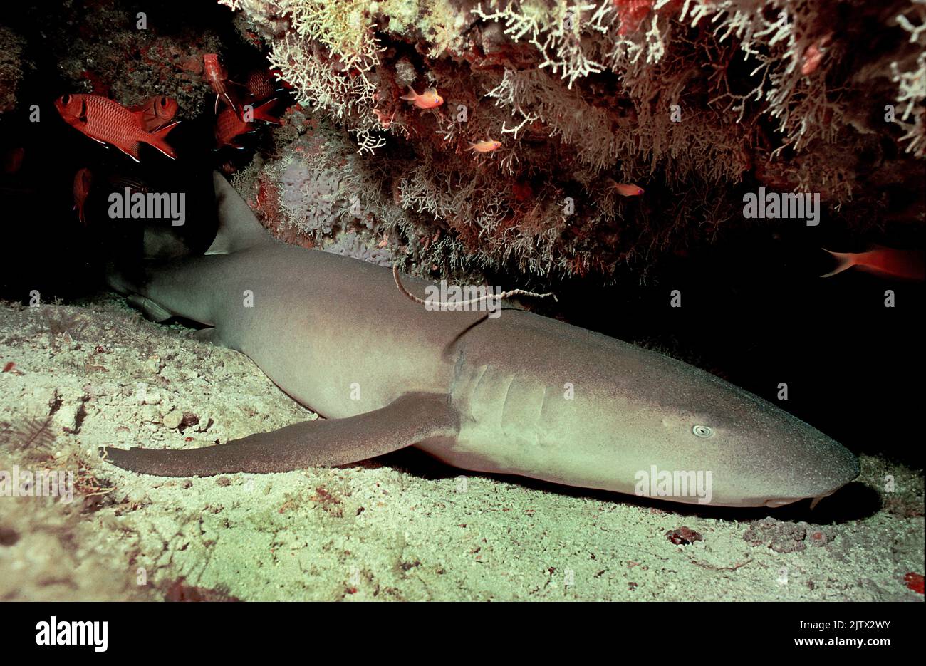 Sleeping Tawny nurse shark (Nebrius ferrugineus), sleeping in a coral reef, Maldives, Indian ocean, Asia Stock Photo