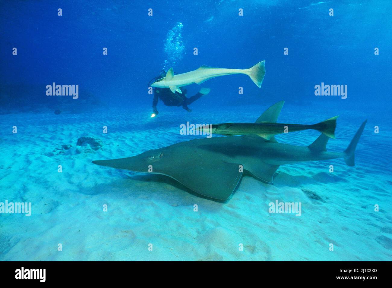 Giant Guitarfish or Common Guitarfish (Rhynchobatus djiddensis), with suckerfishes (Echeneis naucrates), Maldives, Indian Ocean, Asia Stock Photo