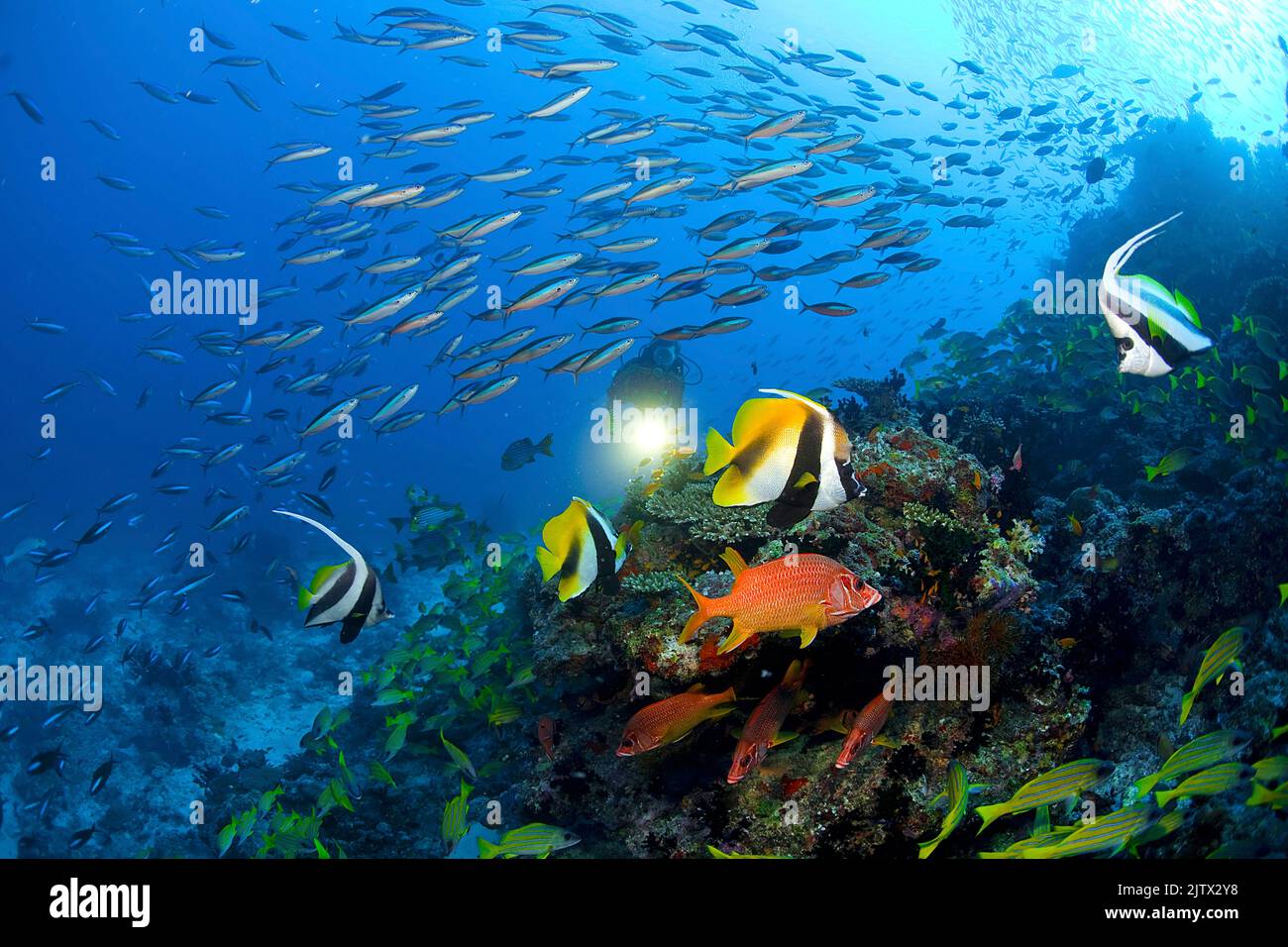 Scuba diver in a maldivian coral reef with colourful coral fishes, Maldives, Indian Ocean, Asia Stock Photo
