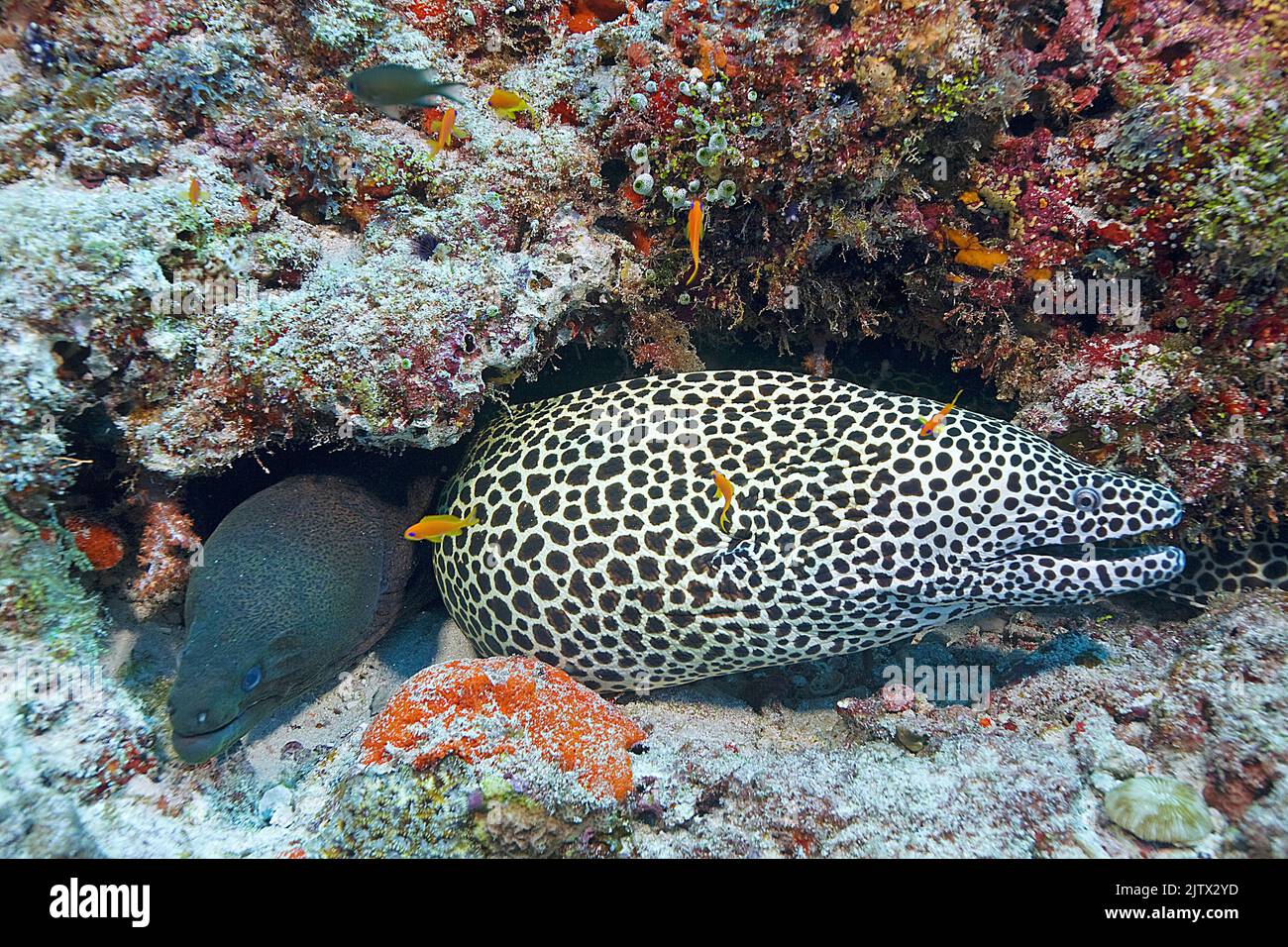 Honeycomb moray (Gymnothorax favagineus) and a Giant moray (Gymnothorax javanicus), living together, Maldives, Indian ocean, Asia Stock Photo