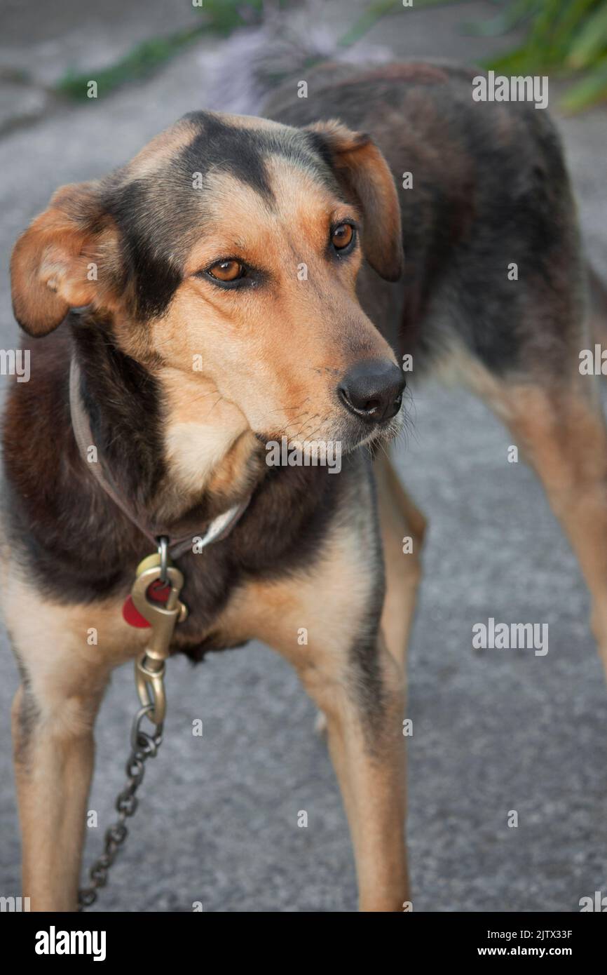New Zealand Huntaway farm dog on a leash Stock Photo