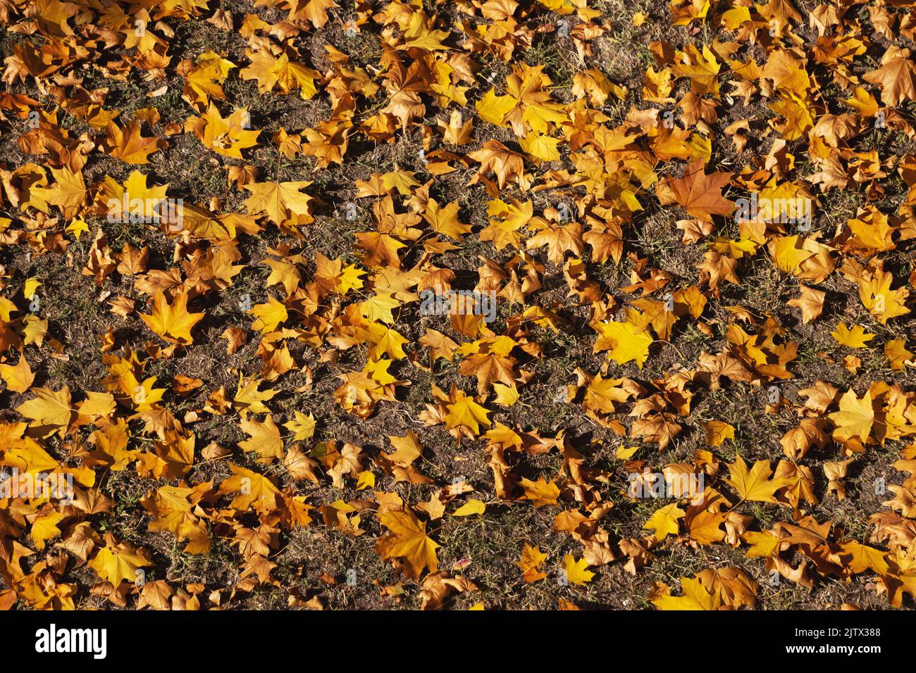 beautiful golden leaves lie on the ground Stock Photo - Alamy