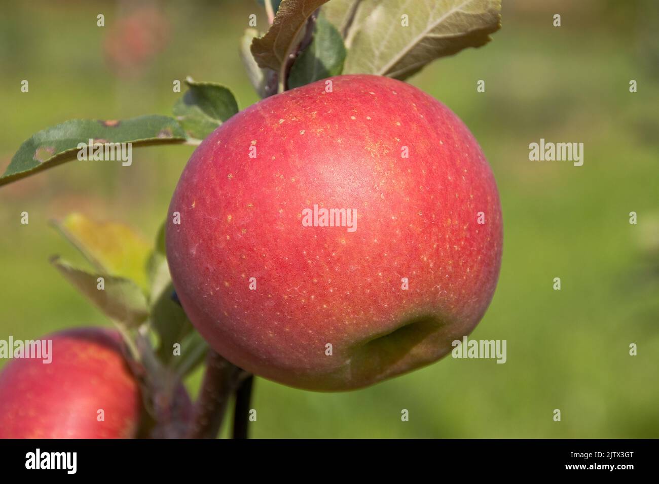Apfel am Baum Stock Photo