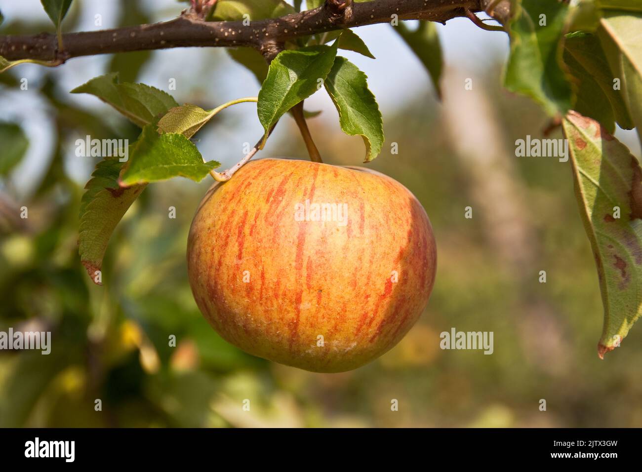 gelber Apfel am Baum Stock Photo