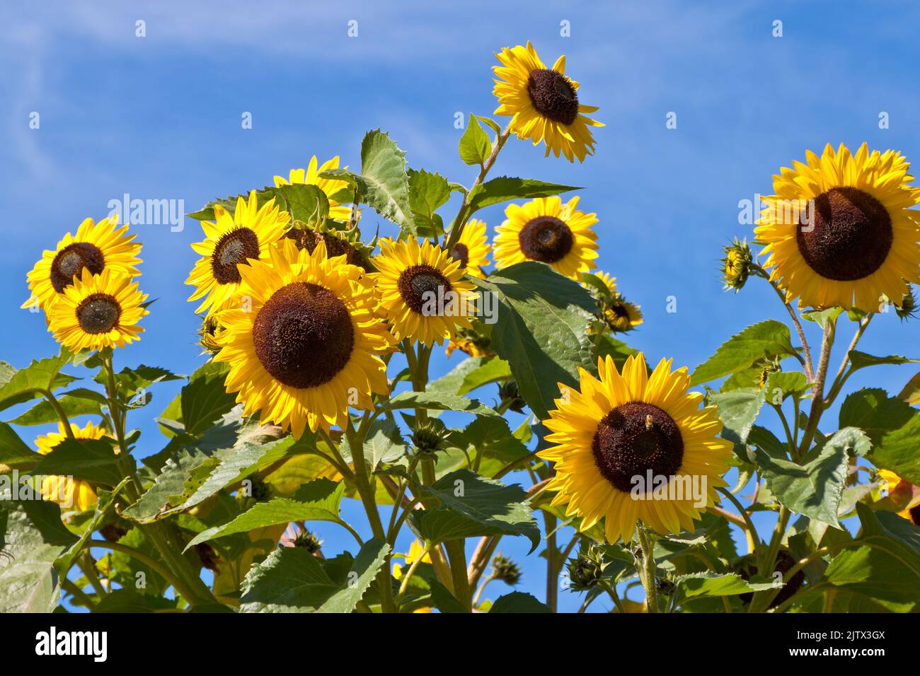 Sonnenblume mit Biene Stock Photo