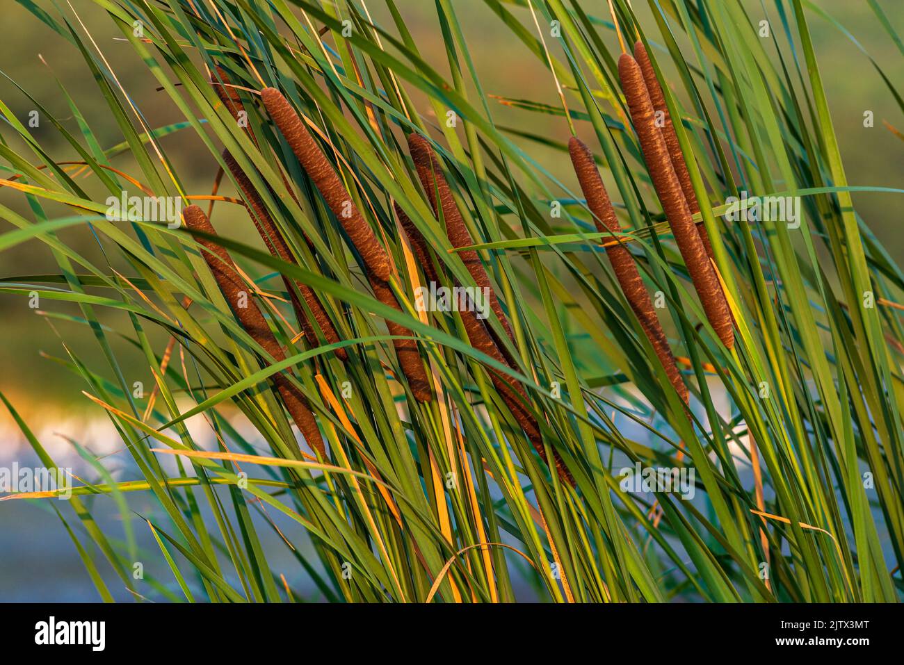 swamp cattails Typha angustifolia Broadleaf brown flowers. papyrus grow ...