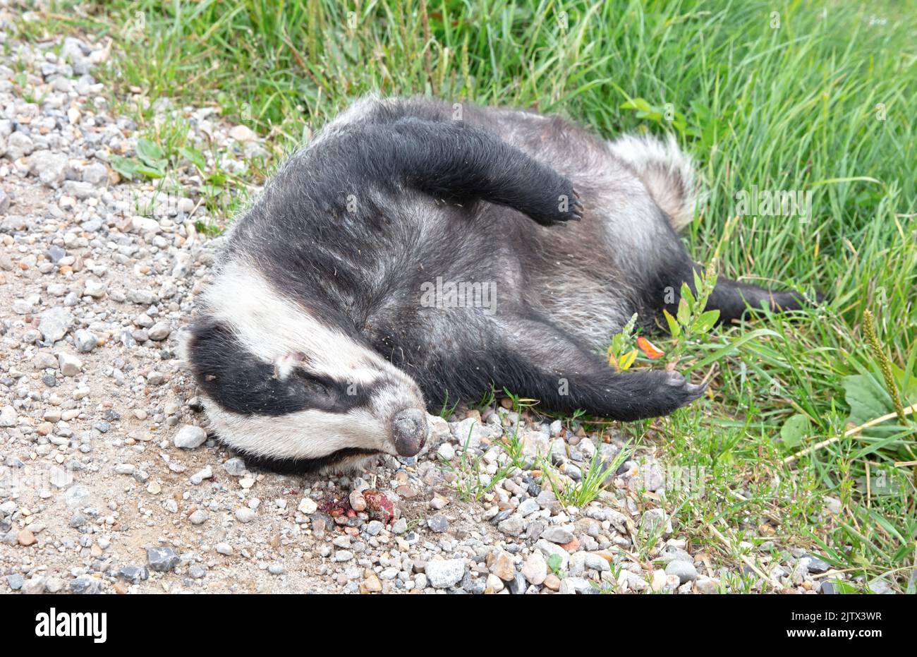 Adult European Badger (Meles meles), roadkill, hit by traffic Stock