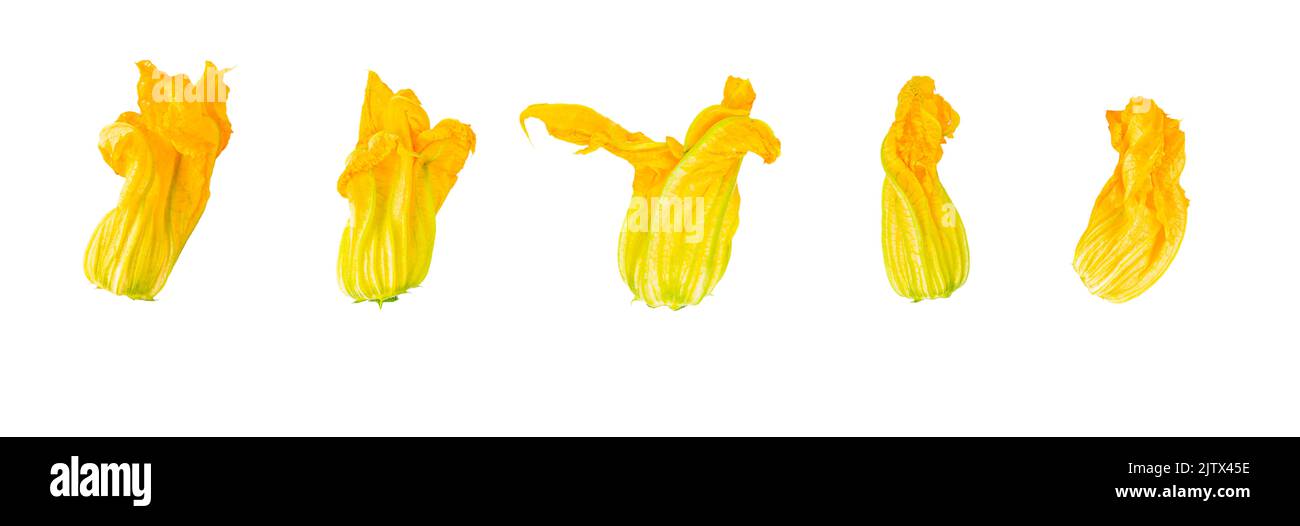 Raw vegetables of 5 different courgette flowers isolated on white Stock