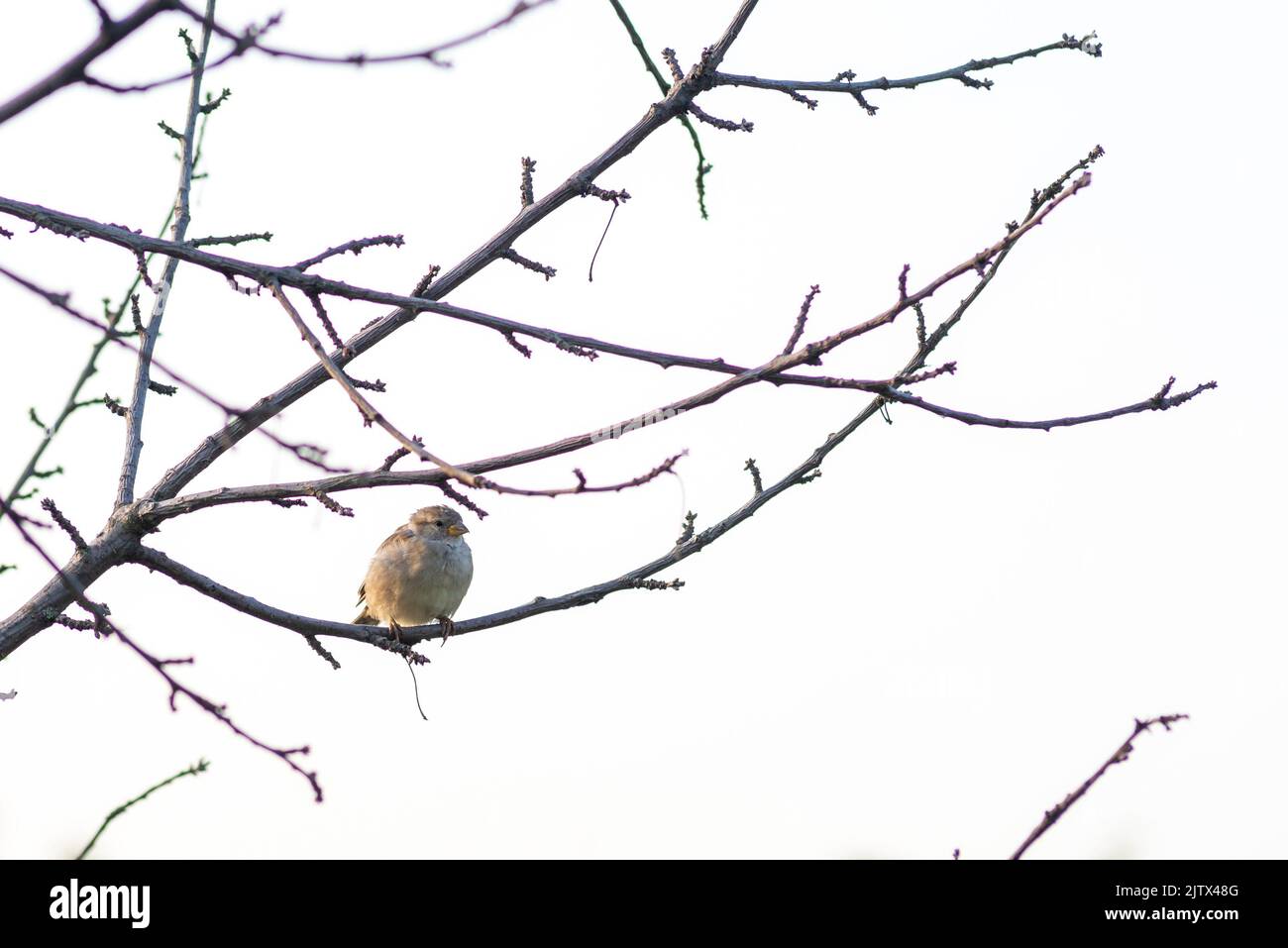 Tree House sparrow bird on a branch Passer montanus white background Stock Photo
