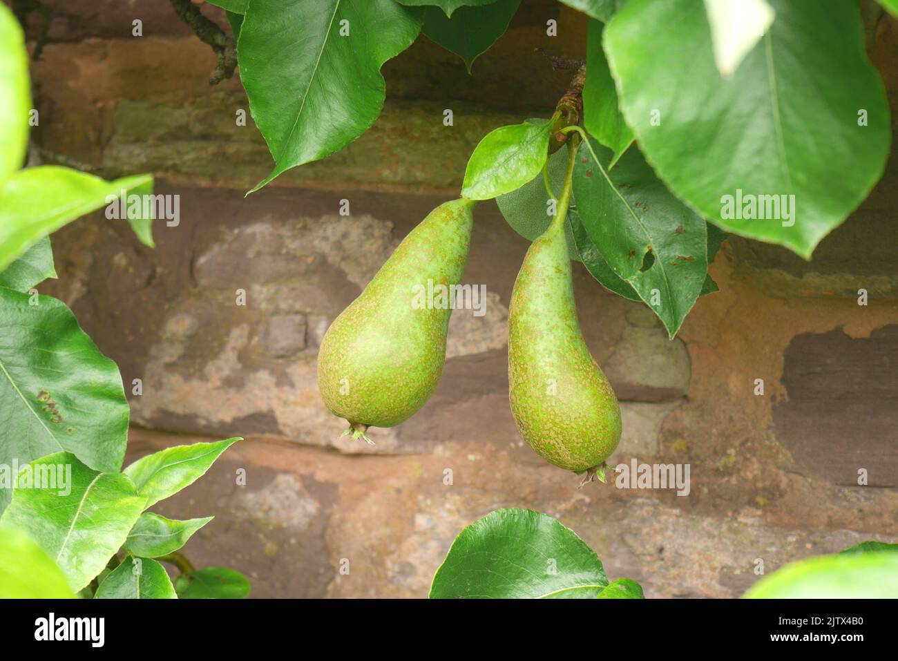 Two pears growing on an espalier trained tree against a wall in a garden, Herefordshire, England Stock Photo