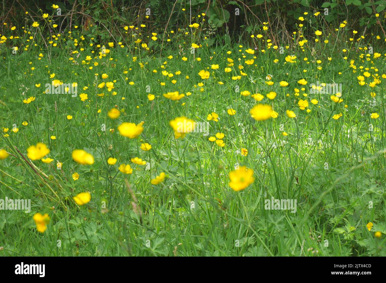 Meadow buttercups, ranunculus acris, in a field, Herefordshire, England Stock Photo
