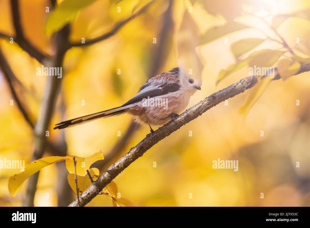 small beautiful bird among golden leaves Stock Photo