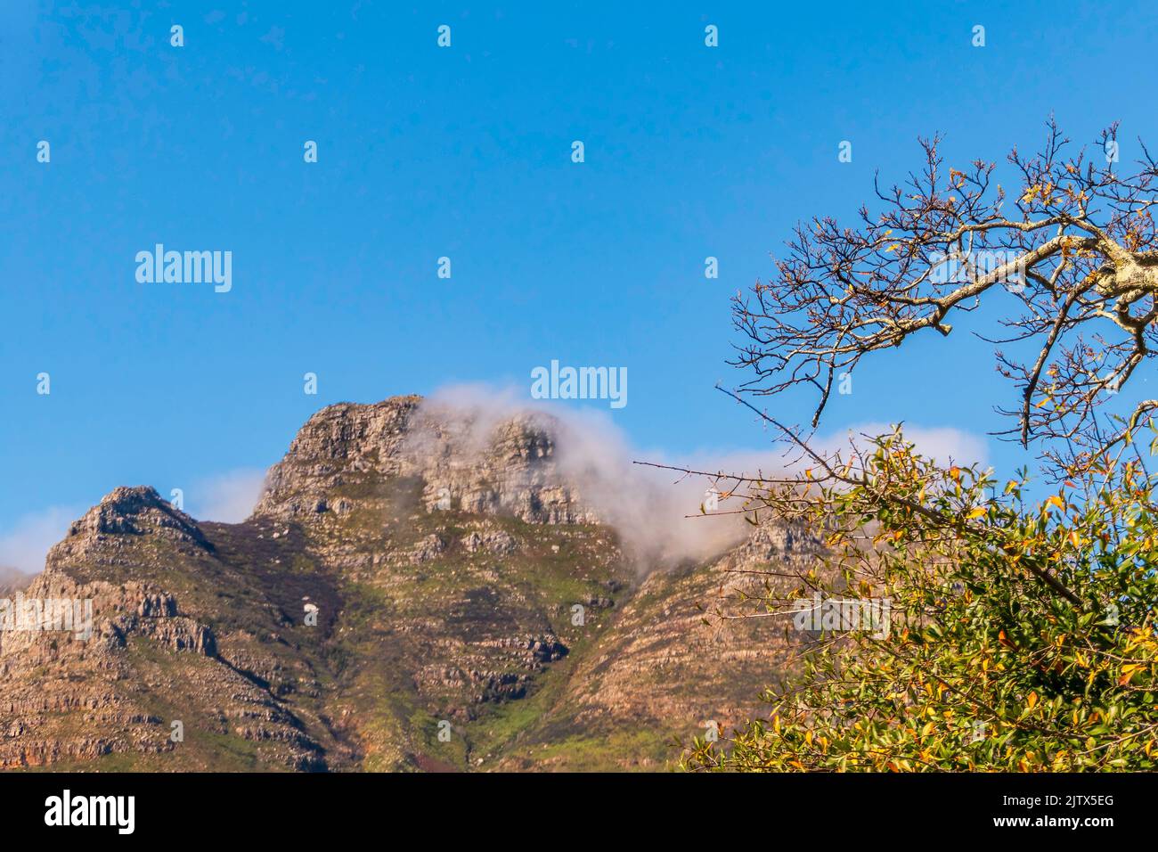 View of the table mountain in Cape Town through the trees. South Africa Stock Photo