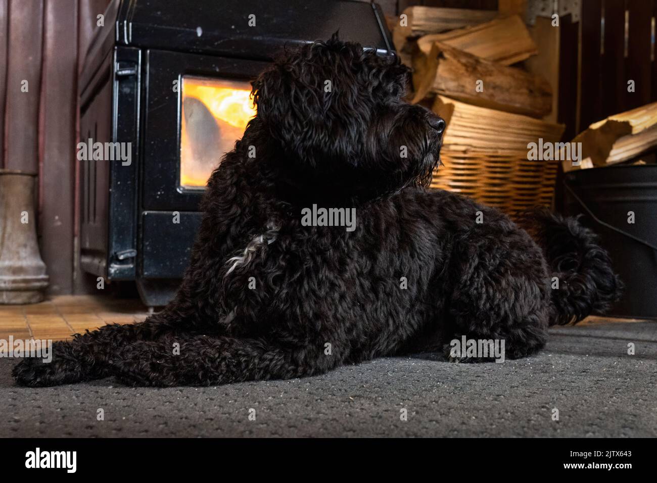 A black dog sitting in front of a fireplace at cosy home. Concept of warm home in winter. Stock Photo
