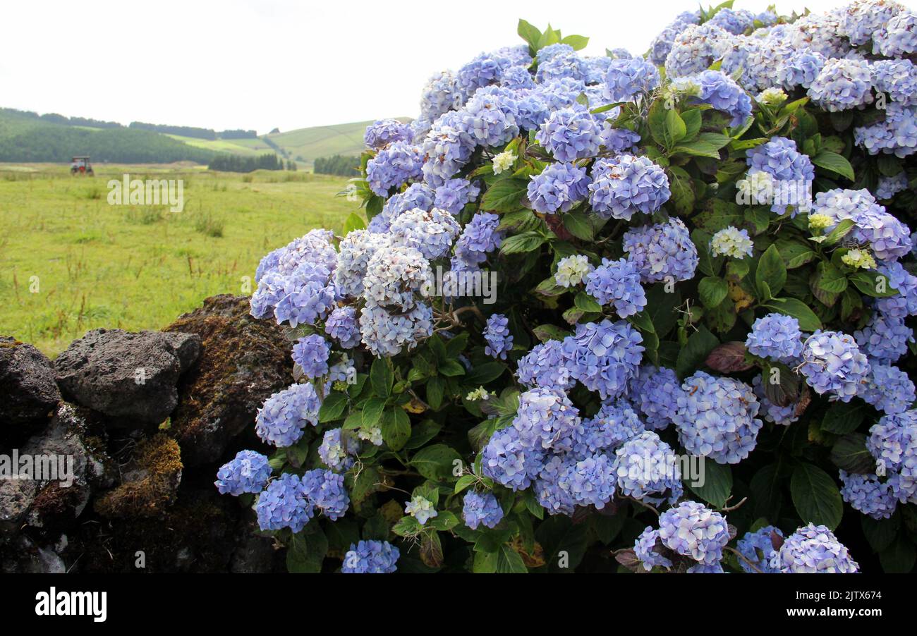 Blooming hortensia bush at the stone fence, on blurred background of rural and agricultural landscape, Terceira, Azores, Portugal Stock Photo
