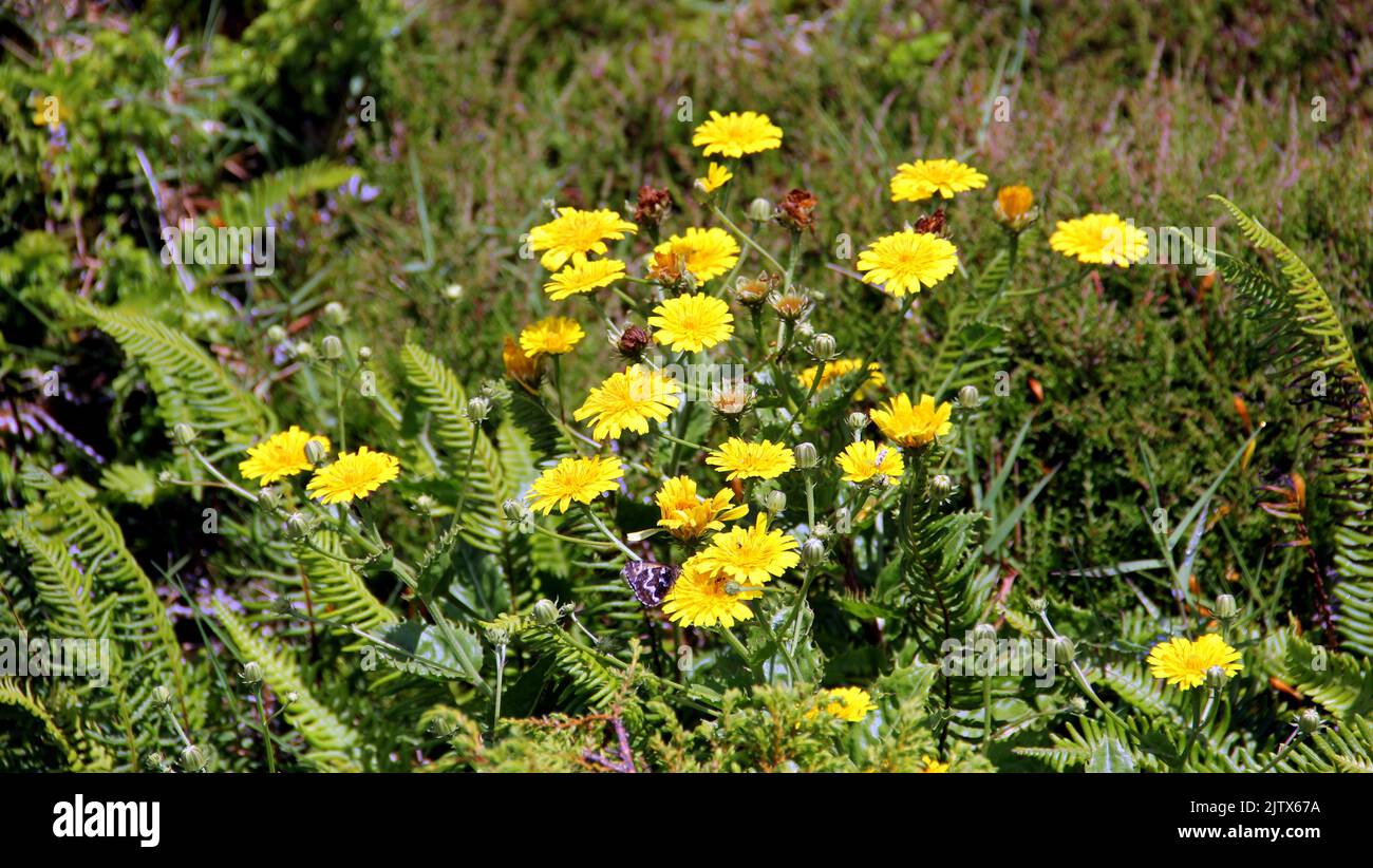 Wild yellow flowers, Serra de Santa Barbara, Terceira, Azores, Portugal Stock Photo