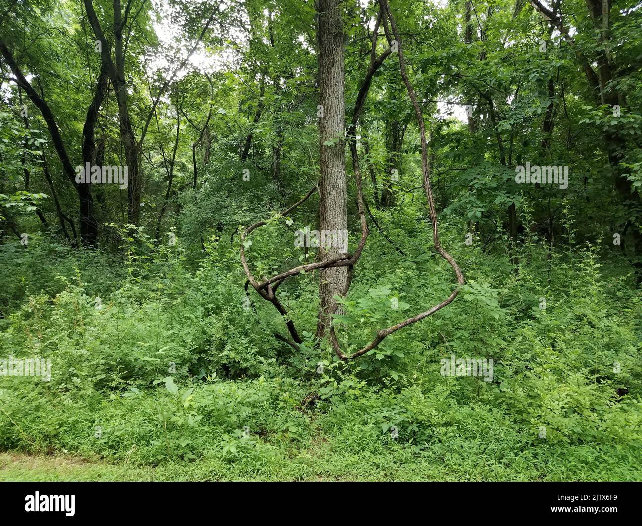 invasive ivy vines wrapped around tree in forest or woods Stock Photo Alamy