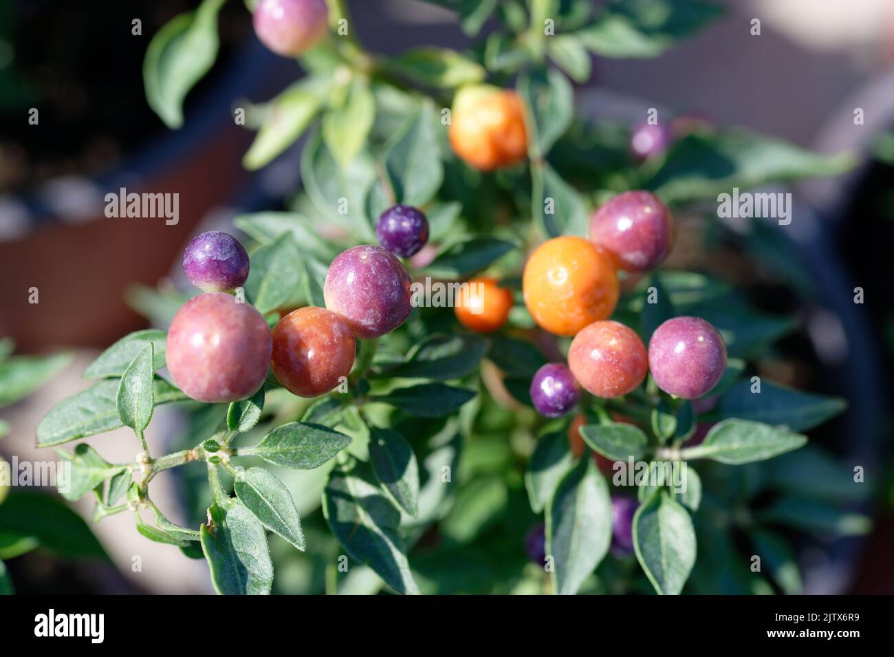 Ornamental pepper hi-res stock photography and images - Page 2 - Alamy